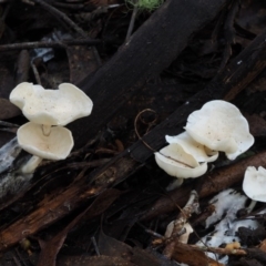 Clitocybe s. l. at Cotter River, ACT - 29 May 2016