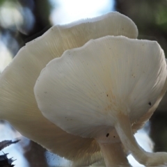 Clitocybe s. l. at Cotter River, ACT - 29 May 2016