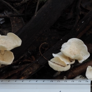 Clitocybe s. l. at Cotter River, ACT - 29 May 2016