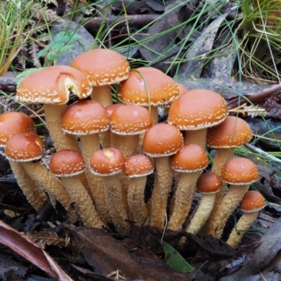 Hypholoma sp. (Hypholoma) at Cotter River, ACT - 29 May 2016 by KenT