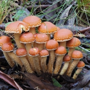 Hypholoma sp. at Cotter River, ACT - 29 May 2016