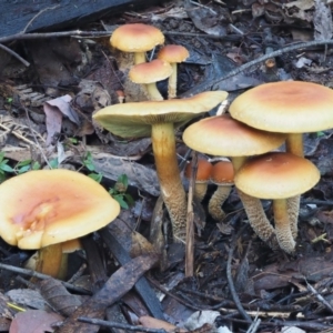 Hypholoma sp. at Cotter River, ACT - 29 May 2016