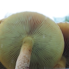 Hypholoma sp. at Cotter River, ACT - 29 May 2016