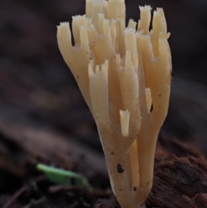 Artomyces sp. at Cotter River, ACT - 29 May 2016