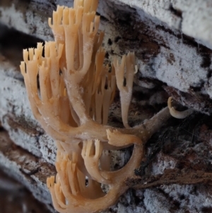 Artomyces sp. at Cotter River, ACT - 29 May 2016