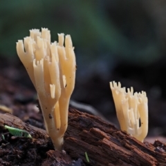 Artomyces sp. at Cotter River, ACT - 29 May 2016