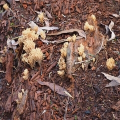 Artomyces sp. at Cotter River, ACT - 29 May 2016