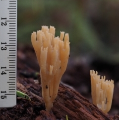 Artomyces sp. at Cotter River, ACT - 29 May 2016