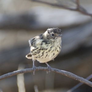 Pyrrholaemus sagittatus at Red Hill, ACT - 14 Apr 2016