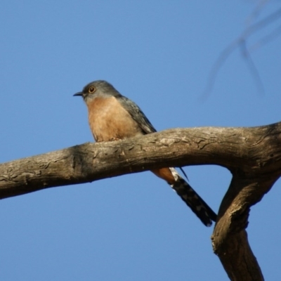 Cacomantis flabelliformis (Fan-tailed Cuckoo) at Red Hill Nature Reserve - 19 Aug 2015 by roymcd