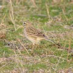 Anthus australis (Australian Pipit) at Red Hill, ACT - 6 Sep 2015 by roymcd