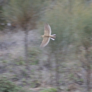 Anthus australis at Isaacs Ridge - 23 Aug 2015 04:31 PM