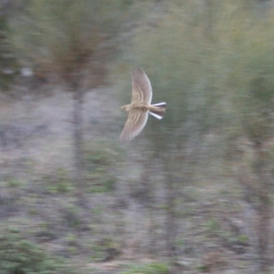 Anthus australis (Australian Pipit) at Isaacs, ACT - 23 Aug 2015 by roymcd