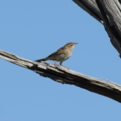 Cincloramphus mathewsi (Rufous Songlark) at Hume, ACT - 27 Dec 2015 by roymcd