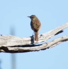 Cincloramphus mathewsi at Hume, ACT - 27 Dec 2015