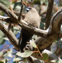 Artamus cyanopterus cyanopterus (Dusky Woodswallow) at Jerrabomberra Grassland - 27 Dec 2015 by roymcd