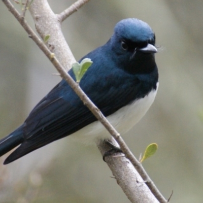 Myiagra cyanoleuca (Satin Flycatcher) at Garran, ACT - 22 Oct 2015 by roymcd