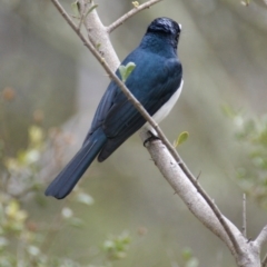 Myiagra cyanoleuca at Garran, ACT - 22 Oct 2015 04:35 PM