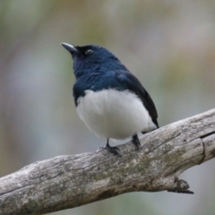 Myiagra cyanoleuca at Garran, ACT - 22 Oct 2015