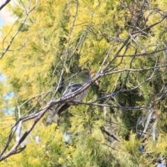 Oriolus sagittatus (Olive-backed Oriole) at Mount Majura - 30 Sep 2015 by petersan