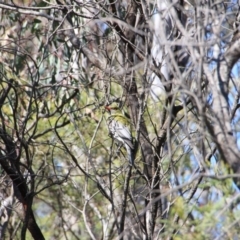 Oriolus sagittatus at Canberra Central, ACT - 1 Oct 2015 09:36 AM