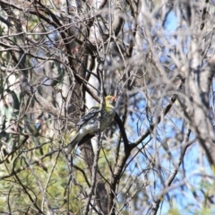 Oriolus sagittatus at Canberra Central, ACT - 1 Oct 2015 09:36 AM