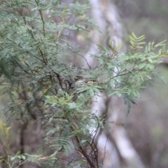 Pyrrholaemus sagittatus (Speckled Warbler) at Mount Majura - 12 Apr 2015 by petersan