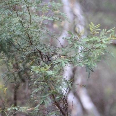 Pyrrholaemus sagittatus (Speckled Warbler) at Mount Majura - 12 Apr 2015 by petersan