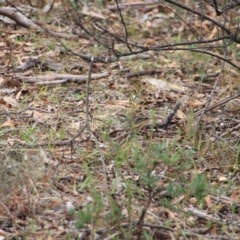 Pyrrholaemus sagittatus at Canberra Central, ACT - 12 Apr 2015 10:08 AM