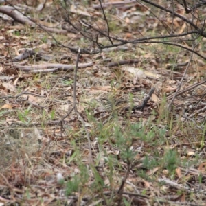 Pyrrholaemus sagittatus at Canberra Central, ACT - 12 Apr 2015 10:08 AM