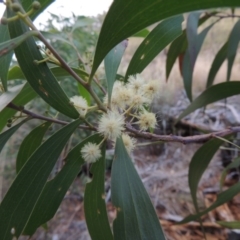 Acacia implexa (Hickory Wattle, Lightwood) at Tralee, ACT - 17 Feb 2016 by MichaelBedingfield