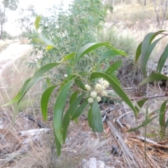 Acacia implexa at Tralee, ACT - 17 Feb 2016