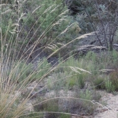 Rytidosperma pallidum (Red-anther Wallaby Grass) at Tuggeranong Pines - 17 Feb 2016 by michaelb