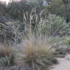 Rytidosperma pallidum at Tralee, NSW - 17 Feb 2016