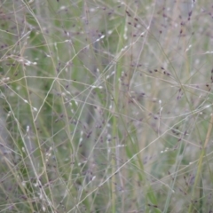 Panicum effusum (Hairy Panic Grass) at QPRC LGA - 17 Feb 2016 by michaelb