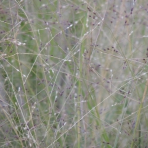 Panicum effusum at Tralee, NSW - 17 Feb 2016