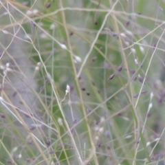 Panicum effusum at Tralee, NSW - 17 Feb 2016