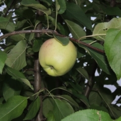 Malus pumila (Apple) at Tuggeranong Pines - 17 Feb 2016 by michaelb