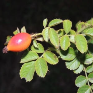 Rosa rubiginosa at Chisholm, ACT - 17 Feb 2016