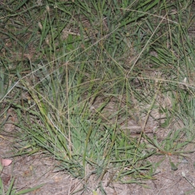 Chloris truncata (Windmill Grass) at Chisholm, ACT - 17 Feb 2016 by MichaelBedingfield