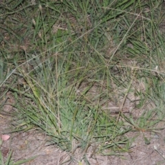 Chloris truncata (Windmill Grass) at Chisholm, ACT - 17 Feb 2016 by michaelb