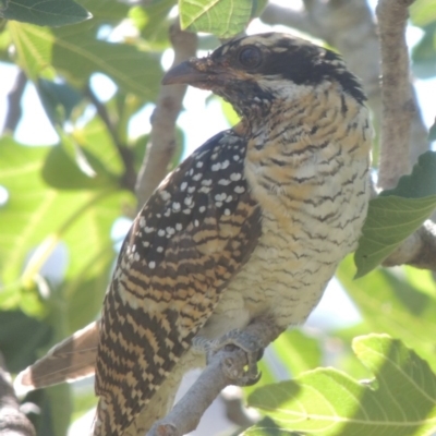 Eudynamys orientalis (Pacific Koel) at Pollinator-friendly garden Conder - 18 Feb 2016 by michaelb