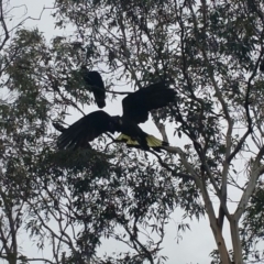 Zanda funerea (Yellow-tailed Black-Cockatoo) at O'Connor, ACT - 1 Jun 2016 by JoshMulvaney