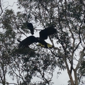 Zanda funerea at O'Connor, ACT - 1 Jun 2016 12:59 AM