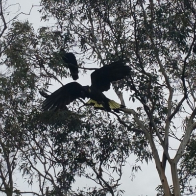 Zanda funerea (Yellow-tailed Black-Cockatoo) at Bruce Ridge - 31 May 2016 by JoshMulvaney