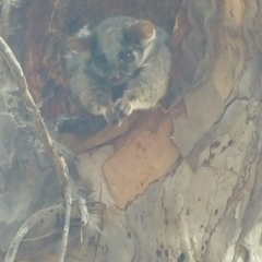 Pseudocheirus peregrinus (Common Ringtail Possum) at O'Connor, ACT - 31 May 2016 by JoshMulvaney