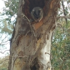 Pseudocheirus peregrinus at O'Connor, ACT - 1 Jun 2016