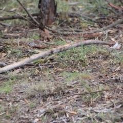 Pyrrholaemus sagittatus (Speckled Warbler) at Mount Majura - 31 May 2016 by petersan