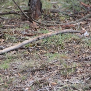 Pyrrholaemus sagittatus at Canberra Central, ACT - 1 Jun 2016