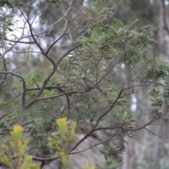 Pachycephala pectoralis (Golden Whistler) at Mount Majura - 31 May 2016 by petersan